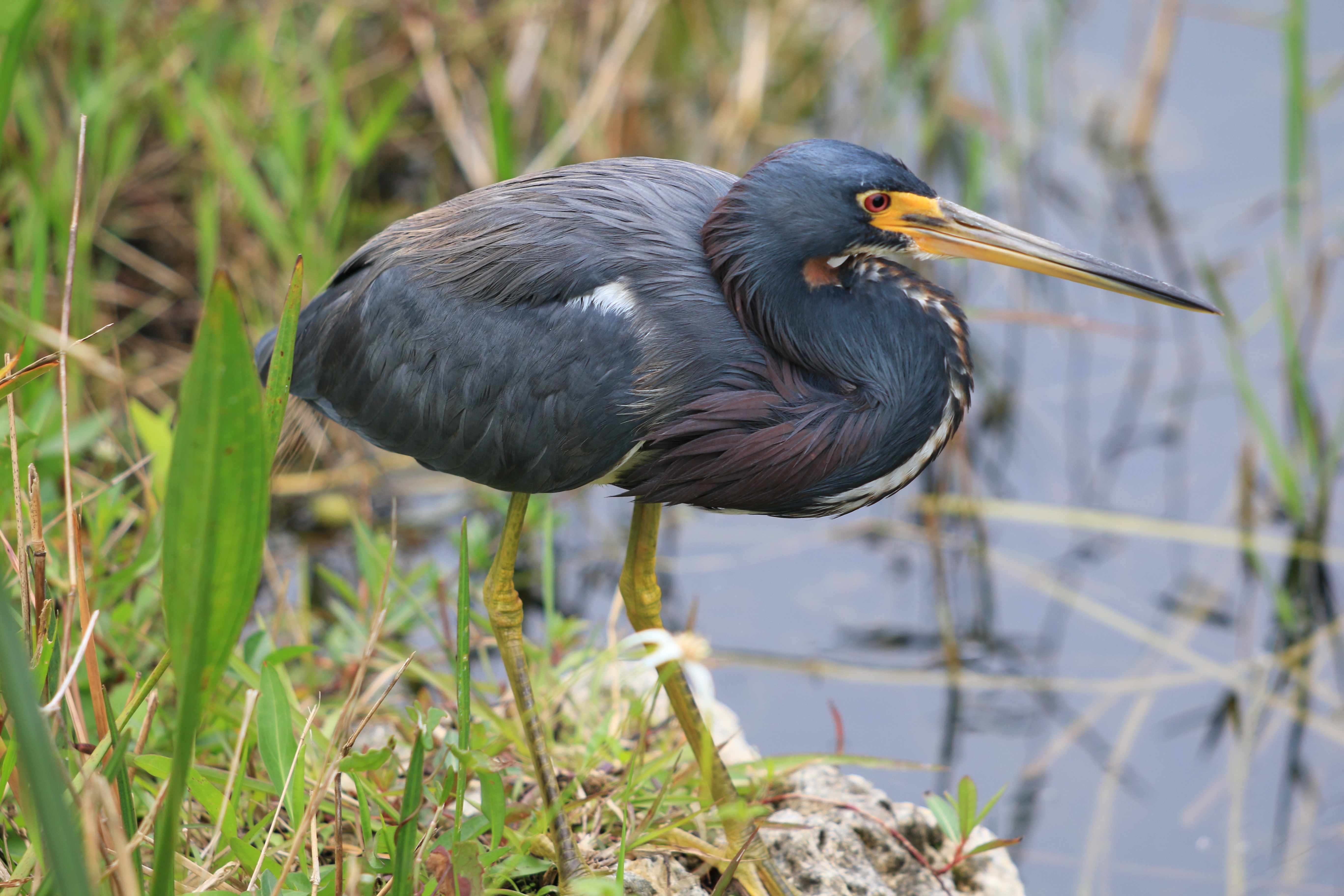  Heron Waiting for a Fish